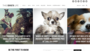 website for dog adoption stories
